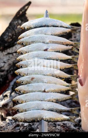 Typisches Sardinen-„Espeto“-Gericht der Costa del Sol, im Freien, vertikal, Nahaufnahme aus dem Kopf. Traditionelles Braten von Fisch über Feuer „al aspetu“ in Malaga Stockfoto