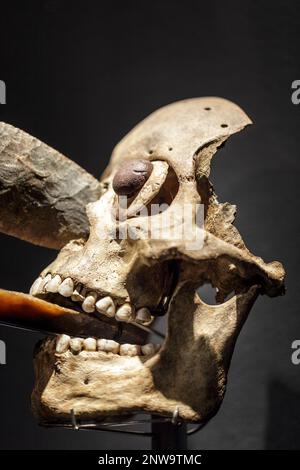 01/03/2020 Mexica Zierschädelmaske verkrustet in Nase und Mund mit Obsidian Klingen wie die in menschlichen Opfern verwendet. Mesoamerikanische Rituale Stockfoto