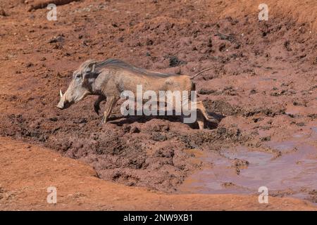 Ein Warzenschwein (Phacochoerus africanus), das bei der Ankunft einer Gruppe von Elefanten einen schnellen Ausgang aus einem fast trockenen Wasserloch macht Stockfoto