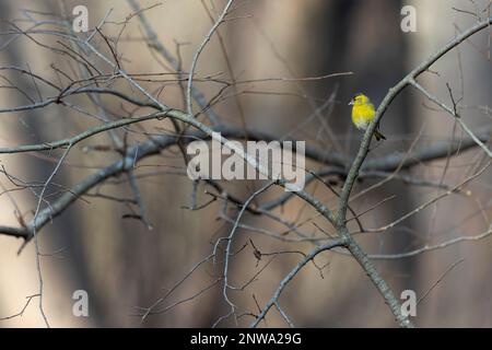 Eine eurasische Siskin (Spinus spinus), die im Winter an einem Baum forscht. Stockfoto