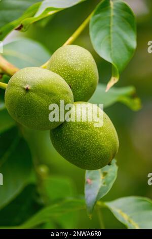 Walnüsse. Die großen Nüsse auf dem Ast des Baumes reifen Stockfoto