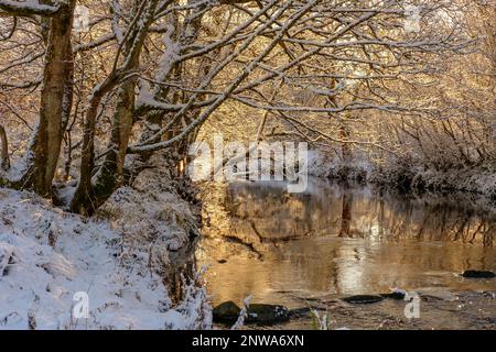 Schneeszene mit warmem Sonnenlicht auf Winterlandschaft mit verschneitem Flussufer. River Derwent im Allensford County Durham Stockfoto