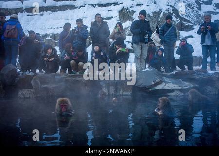 Affen in einem natürlichen Onsen (heiße Quelle), befindet sich im Affenpark Jigokudani, Nagono Präfektur, Japan. Stockfoto