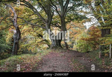 Englischer Landweg durch uralte Wälder ein Laubbuchenwald in Nordengland Stockfoto