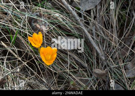 Eine Nahaufnahme der wunderschönen gelben Frühlingsblumen (Crocus flavus) im Frühjahr. Horizontales Bild mit Kopierbereich und selektivem Fokus. Stockfoto