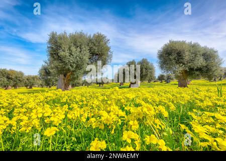 Plantage mit vielen alten Olivenbäumen und gelb blühenden Wiesen. Frühe Frühjahrssaison in Apulien, Italien. Stockfoto