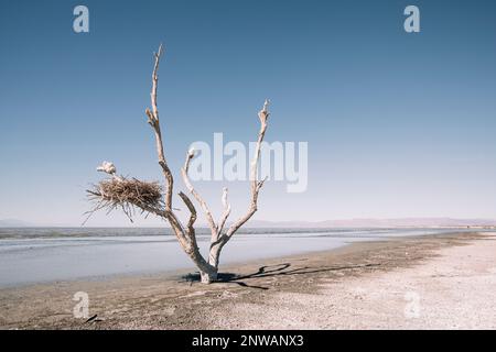 Die Salton-See steht vor einer ungewissen Zukunft inmitten einer anhaltenden Dürre und schrumpfender Zuflüsse aus landwirtschaftlichen Abflüssen, die vom Colorado River gespeist werden. Stockfoto