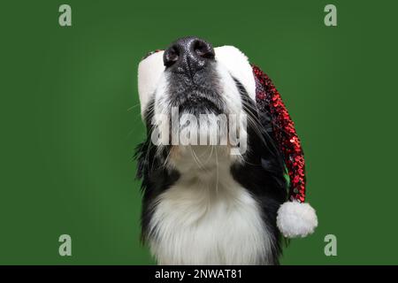 Boder-Collie-Hund feiert weihnachten und trägt einen weihnachtsmann-Hut. Isoliert auf grünem Hintergrund Stockfoto