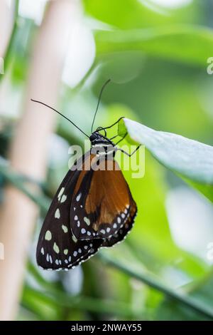 Nahaufnahme des Golden Longwing (Heliconius Hecale) Schmetterlings unter einem Blatt. Stockfoto