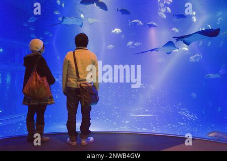 Osaka Aquarium Kaiyukan, Urlauber, die die massiven Panzer, Bay Area, Osaka, Japan, Asien Stockfoto
