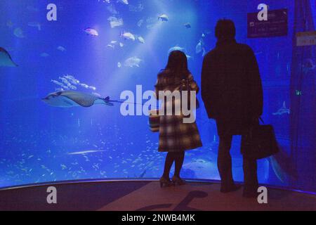 Osaka Aquarium Kaiyukan, Urlauber, die die massiven Panzer, Bay Area, Osaka, Japan, Asien Stockfoto