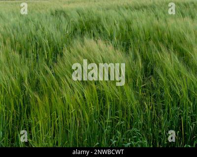 Grünes Gerstenfeld. Schöne Cerealien-Ohren. Pflanzen, Vollformat. Grünes Feld Stockfoto