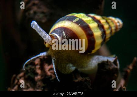 Assassin Schnecke - Süßwasseraquarium Schnecke Stockfoto