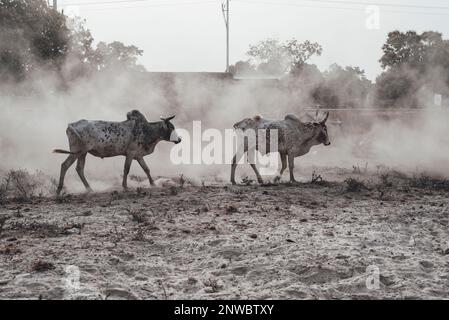 Ouagadougou, Burkina Faso, Afrika. Szenen des Arbeitslebens in den Vororten der Hauptstadt, wo die Wirtschaft im Wesentlichen auf der Landwirtschaft basiert Stockfoto