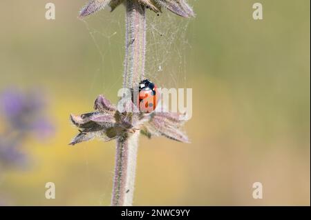 Gros Plan sur une petite coccinelle rouge à Points noirs qui grimpe sur la tige d'une plante Stockfoto