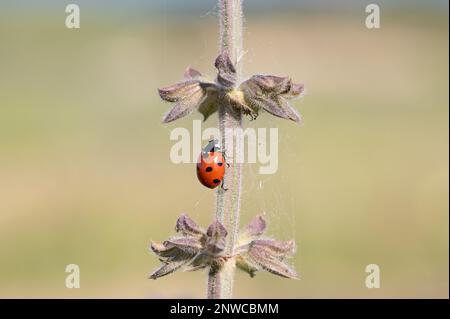 Gros Plan sur une petite coccinelle rouge à Points noirs qui grimpe sur la tige d'une plante Stockfoto