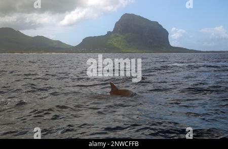 Bel Hombre, Mauritius, Afrika, Februar 10. 2023, wilde Delfine schwimmen im Ozean vor der Küste von Mauritius. Stockfoto