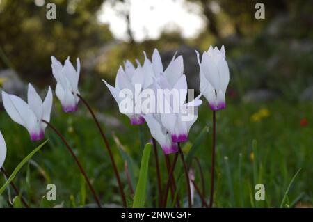 Wildblumen von verschiedenen Orten Stockfoto