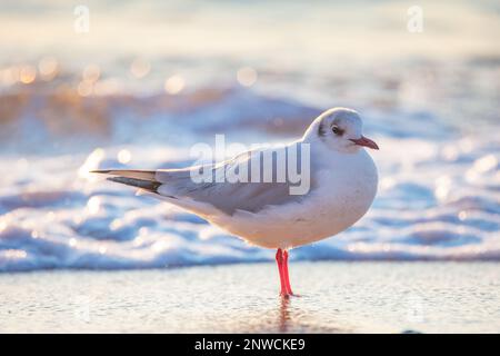 Möwen stehen am Strand, Sand gegen das Meer Stockfoto