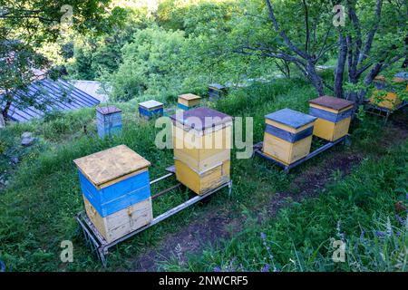 Reihen gelber und blauer Bienenstöcke für die Bienenzucht neben dem Sapara-Kloster in Georgia, grüne Vegetation um sich herum. Stockfoto