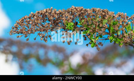 Nahaufnahme des Wiadowsweet-Zweigs. Junge Blattkeime zwischen alten trockenen Blüten. Spiraea. Frische grüne Blätter und zerbrechliche verwelkte Früchte auf einem Heckenzweig. Stockfoto