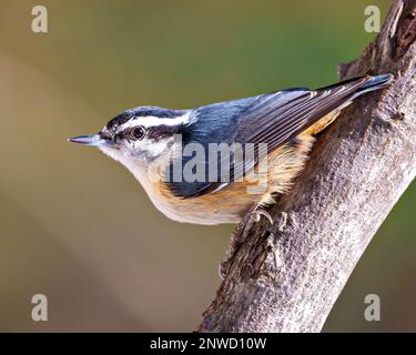 Rotes Nuthatch, hoch oben auf einem Baumstamm mit einem unscharfen grünen Hintergrund in seiner Umgebung und Umgebung. Porträt Mit Nacktmotiv. Stockfoto