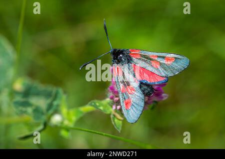 Eng umrandeter 5-Punkte-Burnet auf Rotklee Stockfoto