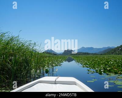 Bootstouren auf dem Skadarsee zwischen Seerosen und Schilf, Montenegro Stockfoto