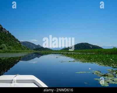 Bootstouren auf dem Skadarsee zwischen Seerosen und Schilf, Montenegro Stockfoto