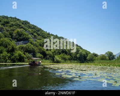 Bootstouren auf dem Skadarsee zwischen Seerosen und Schilf, Montenegro Stockfoto