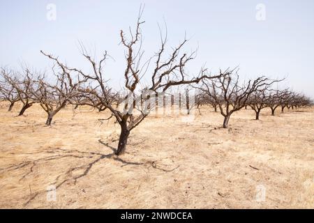 Im Central Valley in Kalifornien geben viele Bauern ihre dürsteste Ernte aufgrund anhaltender Dürre und schwindender Grundwasserreserven auf. Stockfoto