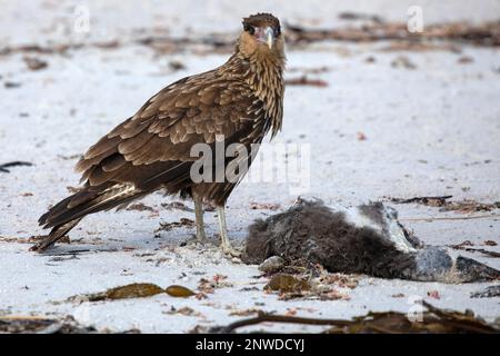 Ein junges südliches Caracara, oder Crested Caracara, Caracara Plancus, das sich an einem Strand auf den Falklandinseln vom Kadaver eines Pinguins ernährt. Stockfoto