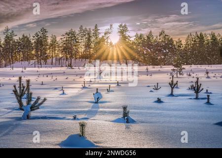 Malerischer Sonnenuntergang über verschneiten Feldern mit Spitzen junger Kiefernpflanzen, versteckt im tiefen Schnee. Wald mit Sonne vor dem Feld. Nordschweden Stockfoto