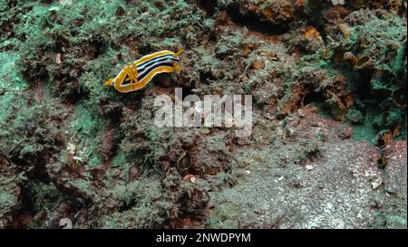 Wunderschöne gelb-braune gestreifte Sea Slug, die über das Korallenriff schleicht, tauchen Sie in Nusa Penida, Bali, Indonesien Stockfoto