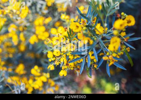 Senna artemisioides, der Wermut senna, ist eine Art Blütenpflanze der Erbsenfamilie Fabaceae. Stockfoto