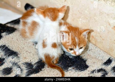 Ein Porträt von neugeborenen kleinen süßen streunenden ägyptischen Kätzchen, isoliert auf einem deckenhohen Hintergrund, selektiver Fokus von kleinen kleinen, halbherzigen, fleckigen Katzen Wai Stockfoto