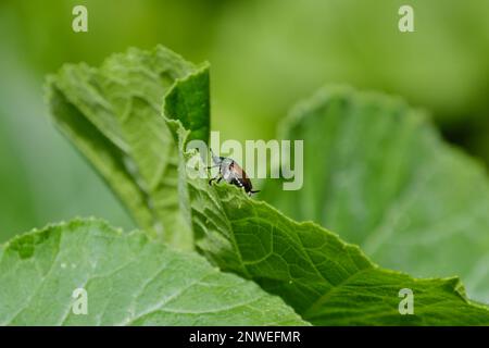 Ein japanischer Käfer (Popillia japonica) klettert an den Rand eines Salatblattes. Das Insekt wird aus nächster Nähe gesehen, umgeben von Grün. Stockfoto