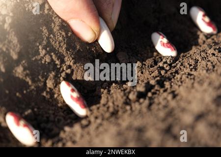 Nahaufnahme der Hände des Bauern, die Bohnensamen in den Boden Pflanzen. Samen in den Boden Pflanzen. Saatbetrieb oder Landwirtschaft Konzept. Stockfoto