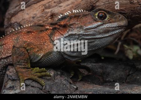 Tuatara (Sphenodon punctatus) ein einzigartiges Reptil, das einer Eidechse ähnelt. Sie sind in Neuseeland endemisch und in der Rhynchocephalia-Ordnung. Stockfoto