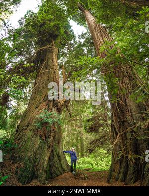 Eine Frau, die neben den riesigen Redwood-Bäumen im Redwood National Forest, Kalifornien, Vereinigte Staaten von Amerika steht. Stockfoto