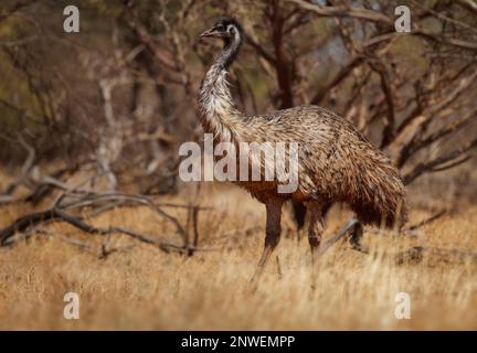 Emu mit Küken - Dromaius novaehollandiae zweithöchster lebender Vogel nach seinem Laufvögel relativ zum Strauß, endemisch nach Australien, weich gefiedert, Bro Stockfoto