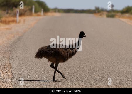 Emu mit Küken - Dromaius novaehollandiae zweithöchster lebender Vogel nach seinem Laufvögel relativ zum Strauß, endemisch nach Australien, weich gefiedert, Bro Stockfoto