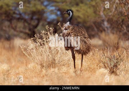 Emu mit Küken - Dromaius novaehollandiae zweithöchster lebender Vogel nach seinem Laufvögel relativ zum Strauß, endemisch nach Australien, weich gefiedert, Bro Stockfoto