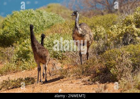 Emu mit Küken - Dromaius novaehollandiae zweithöchster lebender Vogel nach seinem Laufvögel relativ zum Strauß, endemisch nach Australien, weich gefiedert, Bro Stockfoto