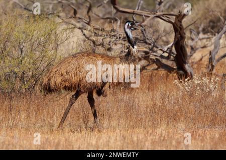 Emu mit Küken - Dromaius novaehollandiae zweithöchster lebender Vogel nach seinem Laufvögel relativ zum Strauß, endemisch nach Australien, weich gefiedert, Bro Stockfoto