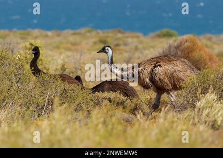 Emu mit Küken - Dromaius novaehollandiae zweithöchster lebender Vogel nach seinem Laufvögel relativ zum Strauß, endemisch nach Australien, weich gefiedert, Bro Stockfoto