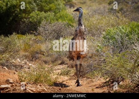 Emu mit Küken - Dromaius novaehollandiae zweithöchster lebender Vogel nach seinem Laufvögel relativ zum Strauß, endemisch nach Australien, weich gefiedert, Bro Stockfoto