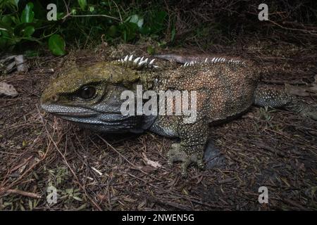 Tuatara (Sphenodon punctatus) ein einzigartiges Reptil, das einer Eidechse ähnelt. Sie sind in Neuseeland endemisch und in der Rhynchocephalia-Ordnung. Stockfoto