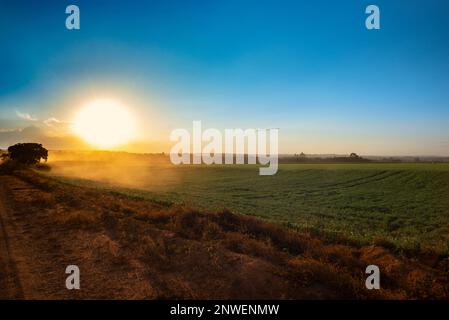 Landwirtschaft, Panoramablick auf einen wunderschönen Sonnenuntergang über der Karottenplantage Stockfoto
