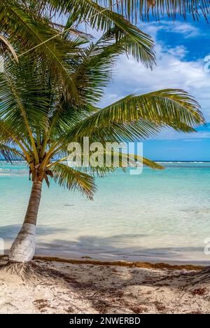 Mahahual, Quintana Roo, Mexiko, Beach Club mit langen Stühlen und Sonnenschirmen mit Palmen am Mahahual Beach Stockfoto